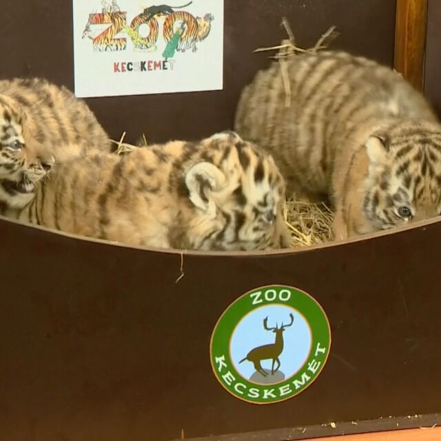 Зоопаркът в Кечкемет с нови обитатели - бебета сибирски тигърчета