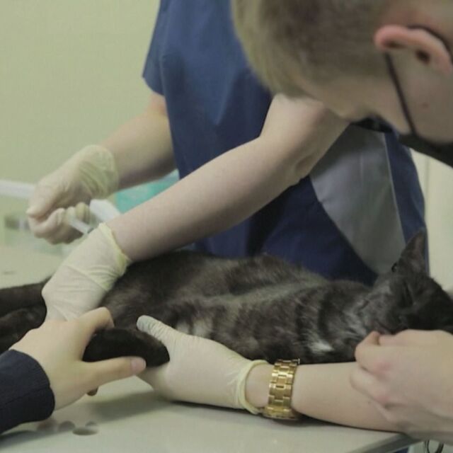 В Русия започнаха да ваксинират животни срещу COVID-19