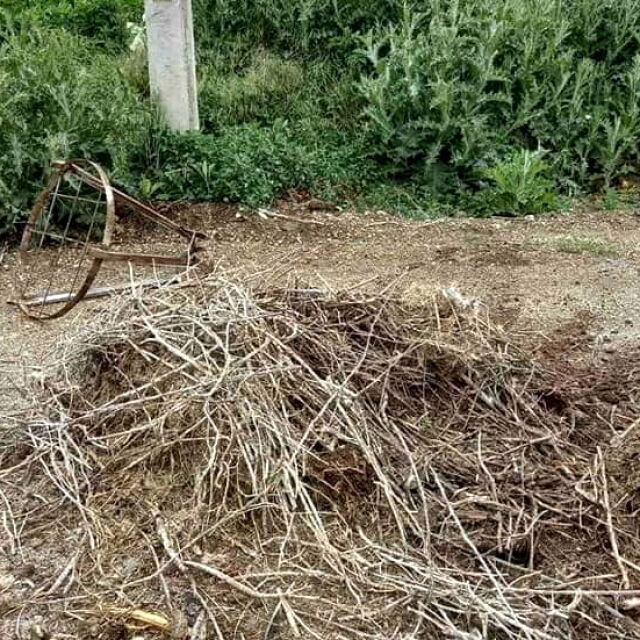 Две щъркелчета загинаха, след като буря събори гнездото им в Хаджидимово