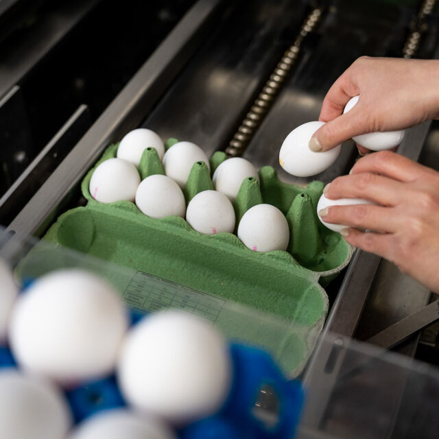 Цената на яйцата у нас е скочила с над 70% за година