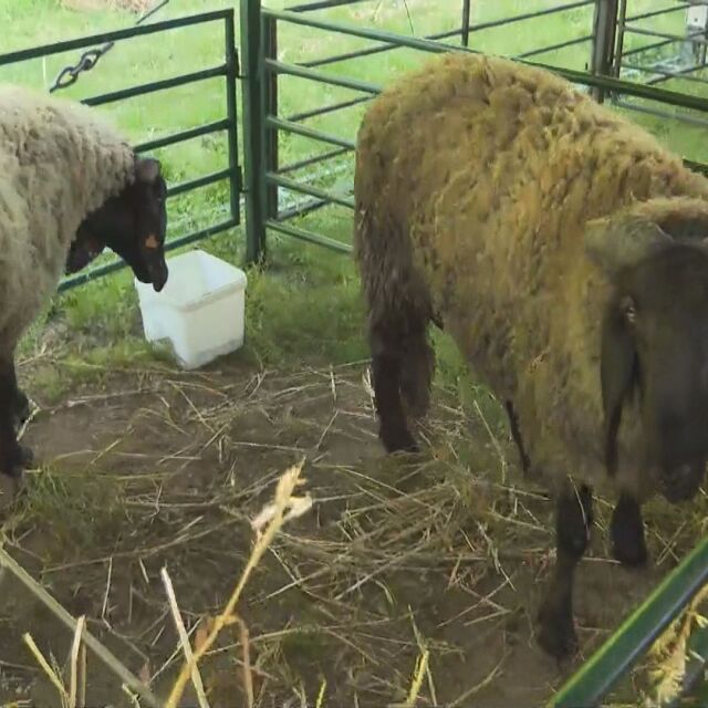 Уникални породи и обичаи: Започна Националният събор на овцевъдите