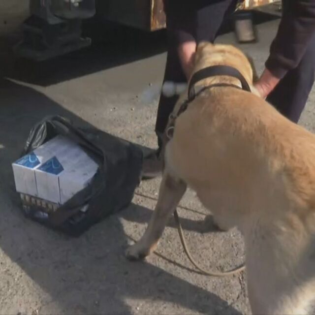 Специално обучено куче открива контрабандни цигари на „Капитан Андреево“