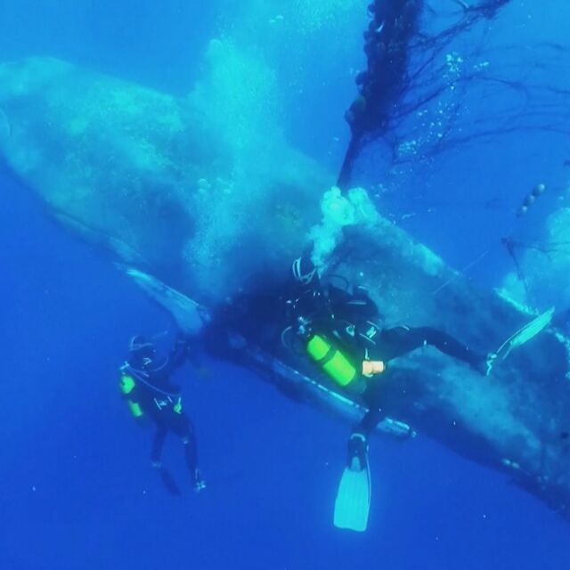 Драматична подводна операция: Водолази спасиха кит от забранени плаващи мрежи (ВИДЕО)
