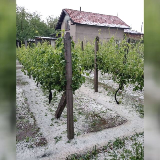 Градушка с големината на орех унищожи реколтата в Садово (ВИДЕО И СНИМКИ)