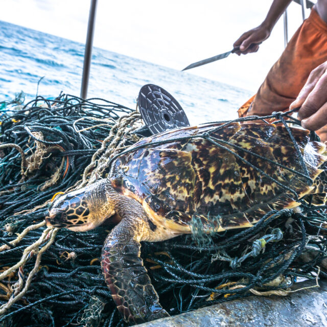 Спасиха 21 костенурки от застрашен вид на остров Бали (ВИДЕО)