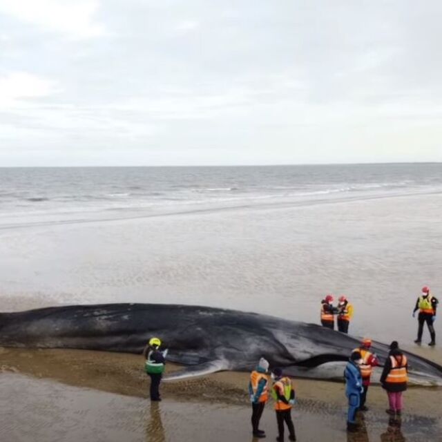 Зловеща туристическа атракция: Десетки си правят селфи с мъртъв кит на брега (ВИДЕО)