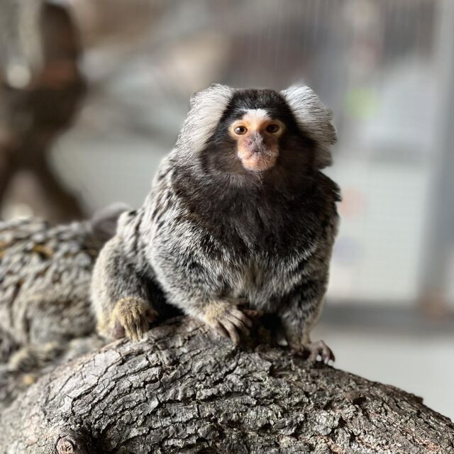 Екзотични маймуни и сурикати са най-новите обитатели в зоопарка в Бургас (СНИМКИ)