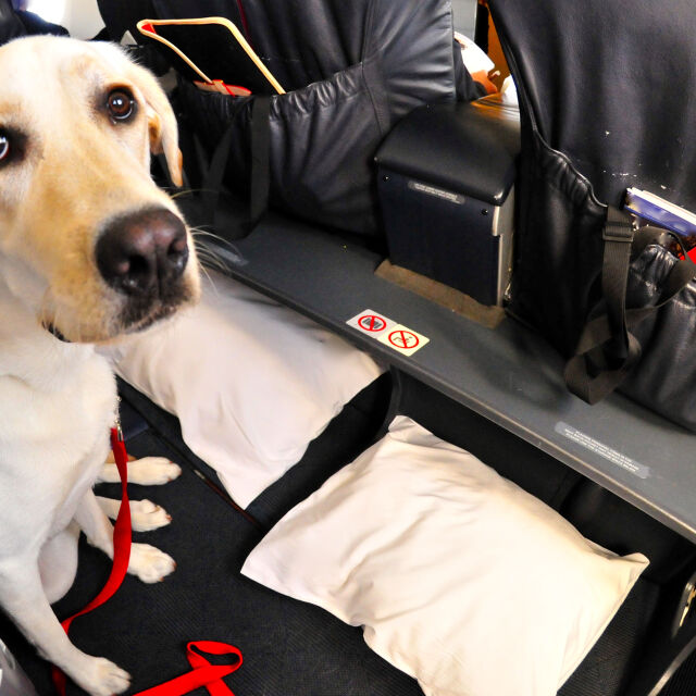 Животните не са багаж: Вече могат да летят на борда на самолет