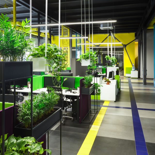 Най-добрите офис растения, които виреят на всяко работно място