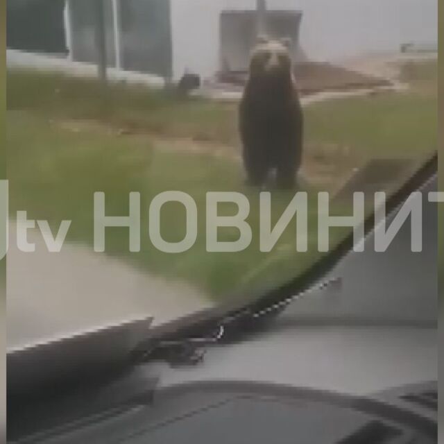 От „Аз, репортерът“: Пак мечка в Габровско – разхожда се спокойно покрай пътя (ВИДЕО)