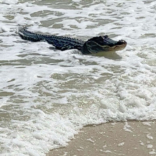 "Нещата, които никога не мислиш, че ще видиш": Алигатор си почива на плаж сред хората (ВИДЕО)