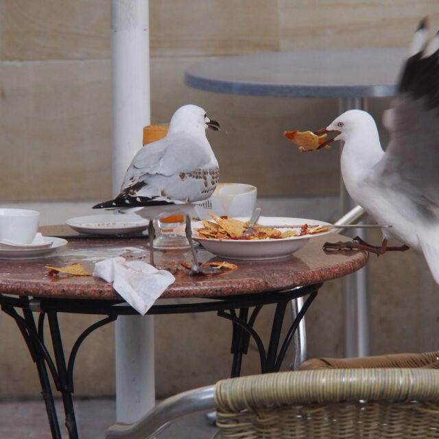 Ново проучване: Чайките избират какво да ядат, като наблюдават хората