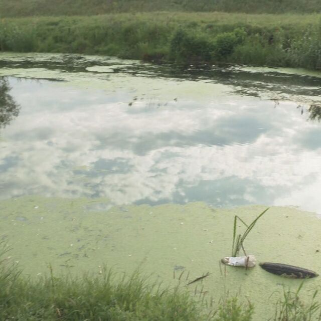 Пред екокатастрофа: Защо в река Мочурица изплува мъртва риба?