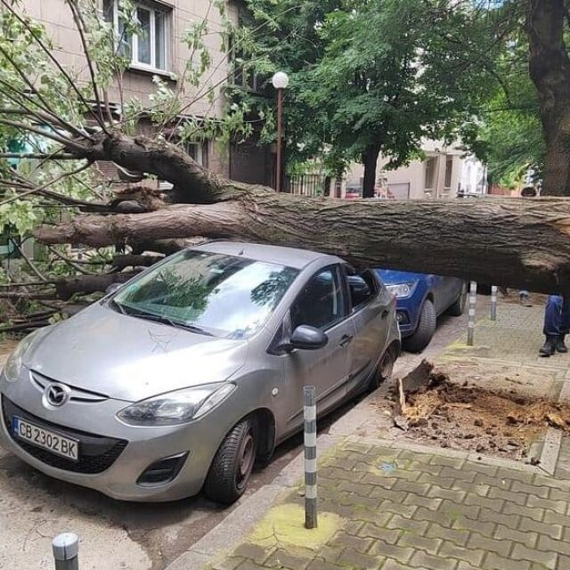 Дърво падна и смачка кола до Пето РПУ в София (СНИМКИ)