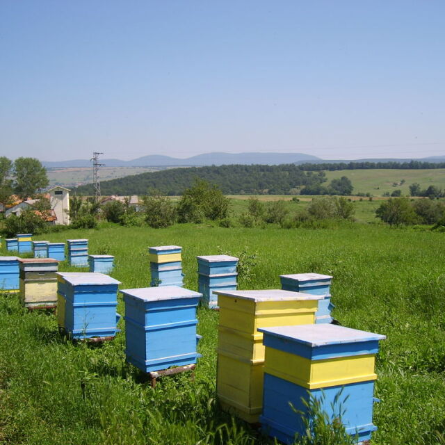 Системни кражби на пчелни семейства в Балчик 