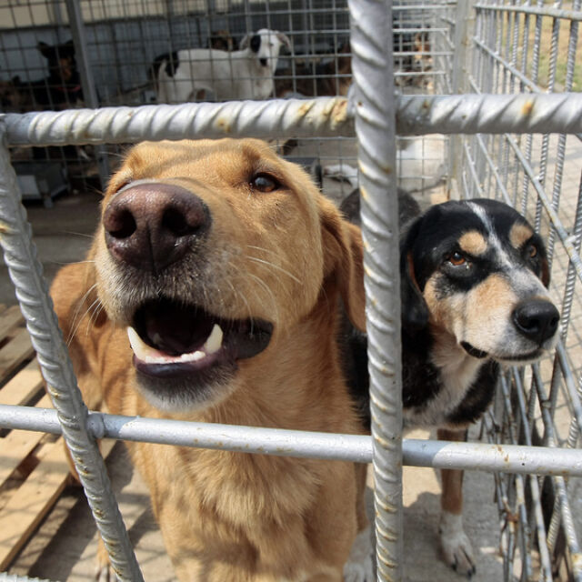 Конкурс: Търси се директор на приютите за кучета на „Екоравновесие“