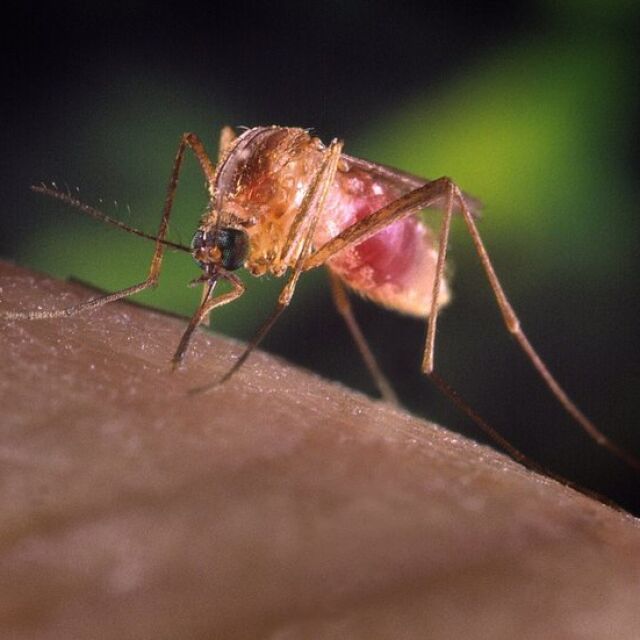 Срещу комарите: Пръскането трябва да започне по график
