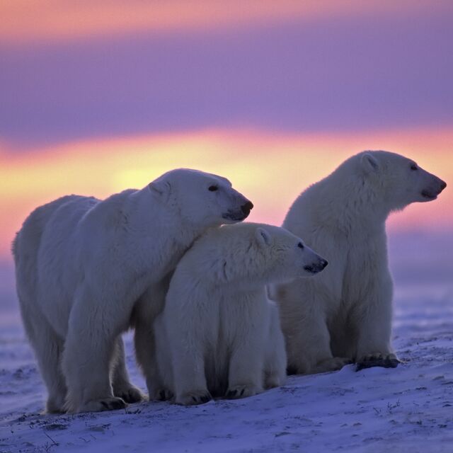 26 любопитни факта за полярната мечка