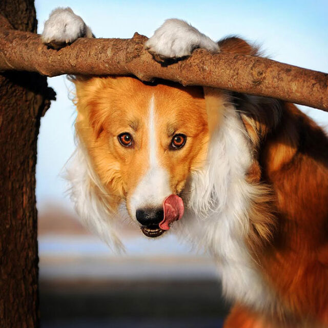 31 интригуващи фотографии на кучета от Ксения Райкова