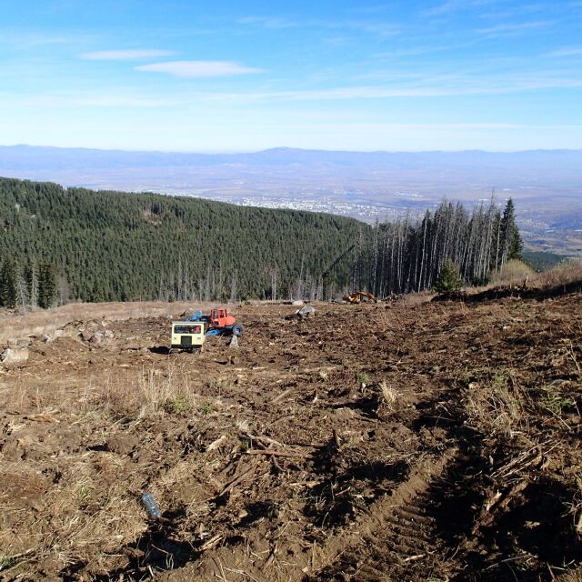 Някой изсече 20 декара гора на Витоша