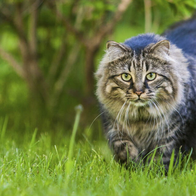 Домашна котка е първото заразено животно с COVID-19 на Острова