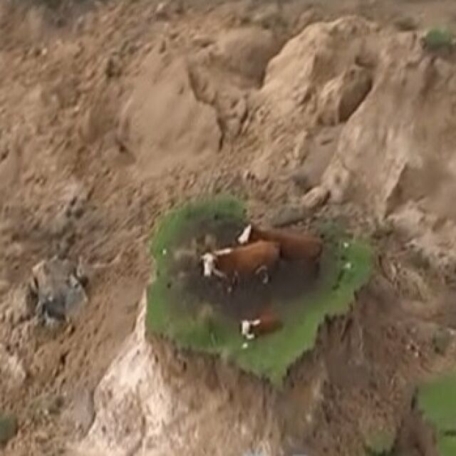 В Нова Зеландия спасиха три бедстващи след труса крави