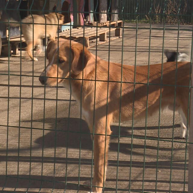 Нидерландска организация ще осиновява кучета от приюти в София  