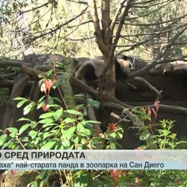 „Пенсионираха” най-старата панда в зоопарка на Сан Диего