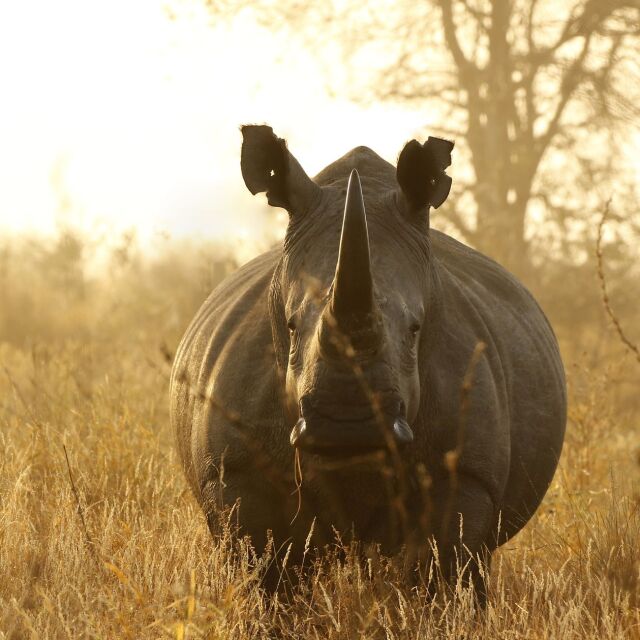 Живот на свобода: 5 носорога бяха преместени от зоопарк в естествена среда (ВИДЕО)