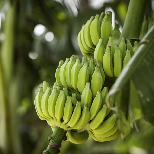 В пловдивското село Катуница бабите отглеждат… банани