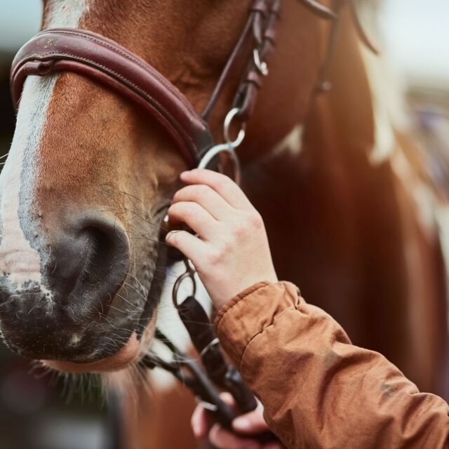 Прокуратурата разследва случай с простреляни коне край Правец