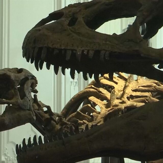 Колекция от скелети на динозаври беше показана в Париж