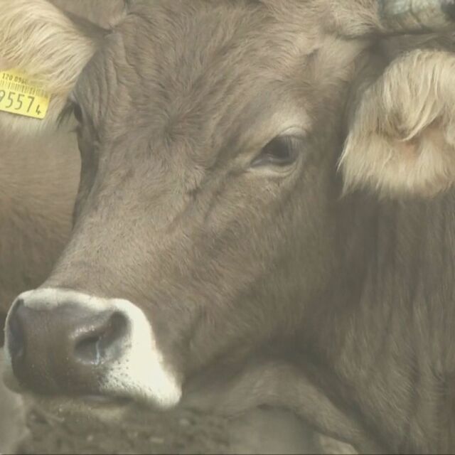 Швейцарец инициира референдум за рогата на кравите 