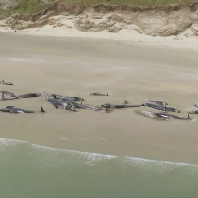Около 150 кита бяха намерени мъртви на плаж в Нова Зеландия
