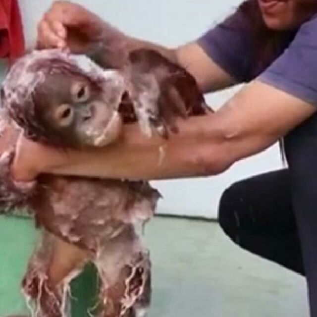 Как се къпе орангутанче