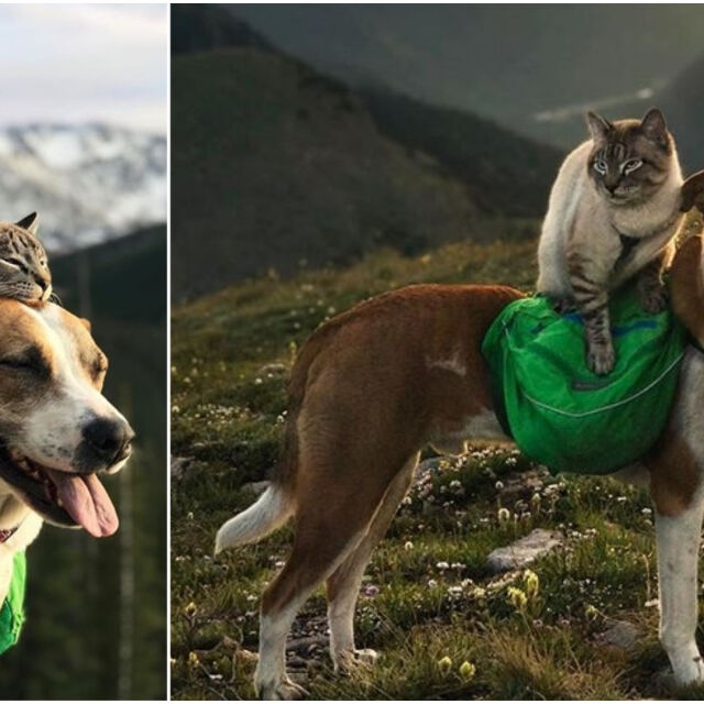Кучето Хенри и котката Балу - спасителното дуо, с което трудно ще се изгубите в планината