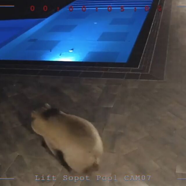 Няма да отстрелват мечката, която се къпе в басейна под лифта в Сопот