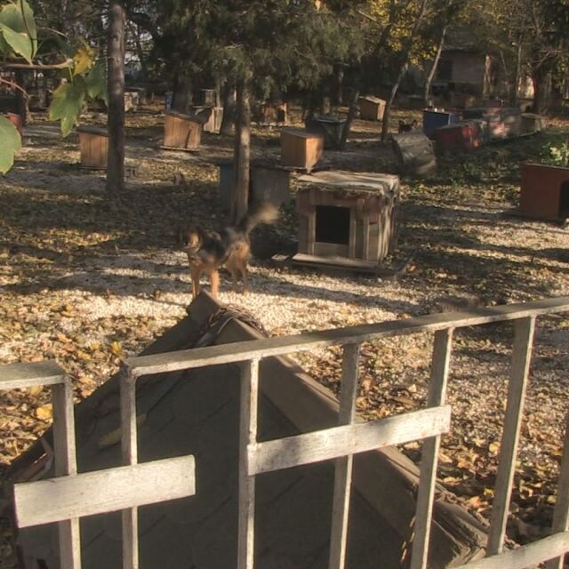 Доброволци правят къщички в приют за бездомни кучета в Русе
