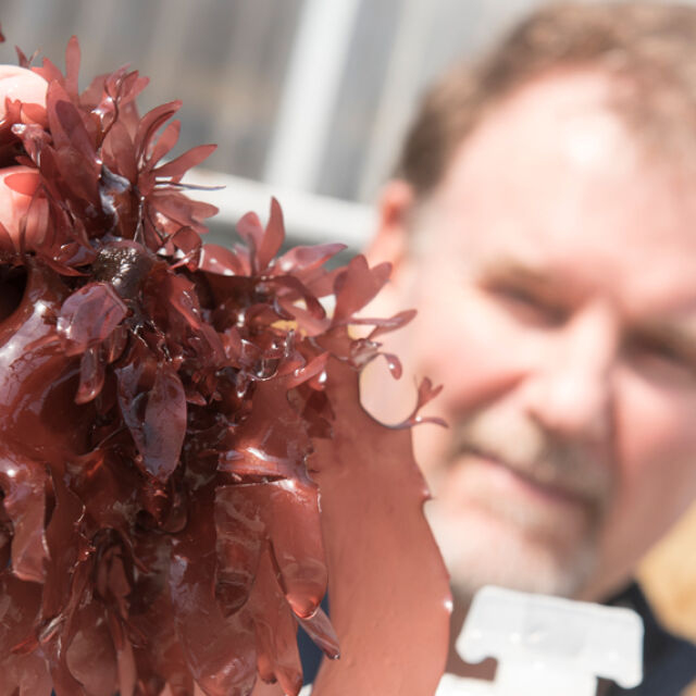 Откриха червени водорасли, които имат вкус на бекон, когато се запържат