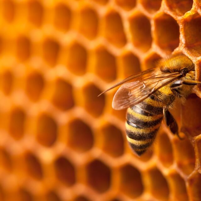  Британски пчелари в потрес: Откраднаха 14 кошера с хиляди пчели 