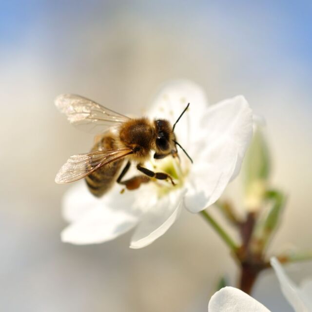 България е пред наказателна процедура заради дивите пчели