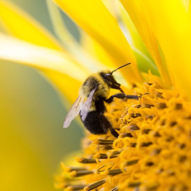 БАБХ: Масовият мор на пчели в Плевенско не е причинен от продукт за растителна защита