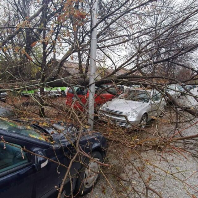 Дърво падна върху три коли в Пловдив 