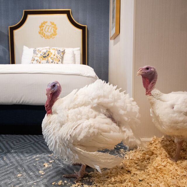 Снимка на деня: Две пуйки в луксозен хотел във Вашингтон