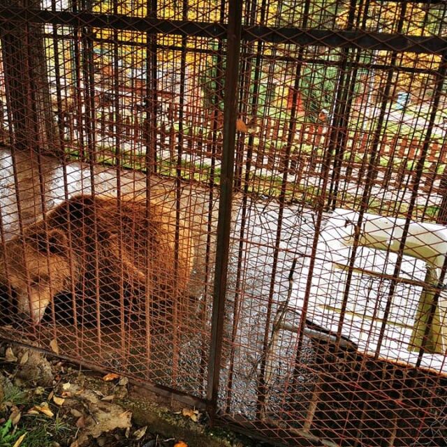 Мече в клетка в зоопарк в Северна Македония, местят го в парка край Белица