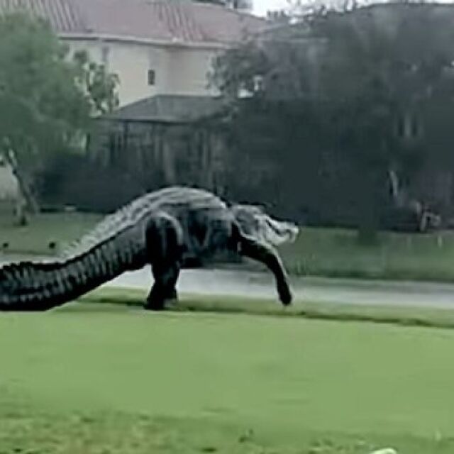 Алигатор с влечение към голфа (ВИДЕО)