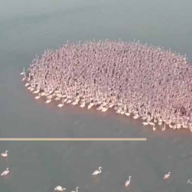 Розови фламинги превзеха езеро в Северен Казахстан (ВИДЕО)