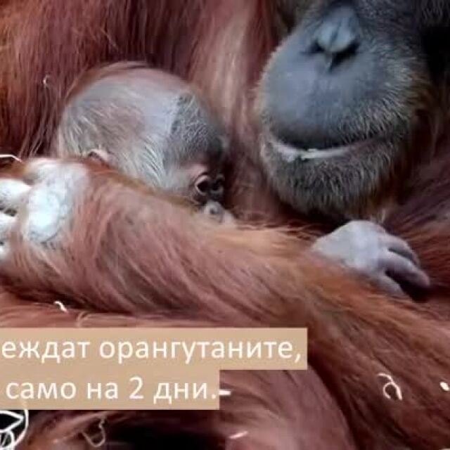 Двудневно бебе орангутанче спи в прегръдките на майка си в пражкия зоопарк (ВИДЕО)