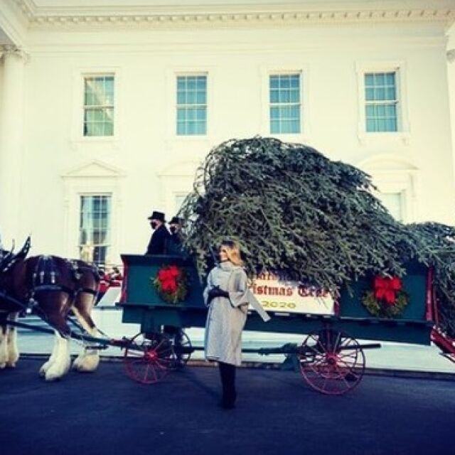 Последната Коледа на Мелания в Белия дом: 6-метрова елха пристигна с талига