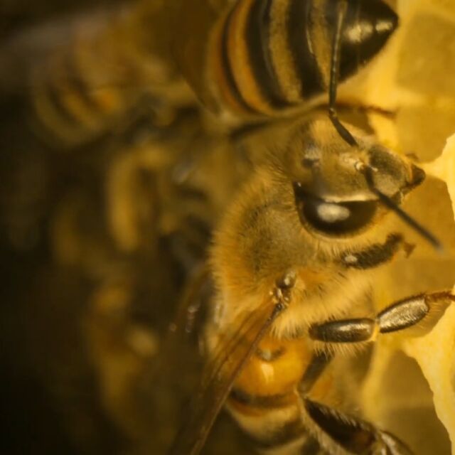 Биолози научиха пчели да разпознават четни и нечетни числа
